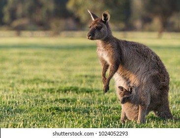 A western grey kangaroo with joey looking out of the pouch, Macropus fuliginosus, subspecies Kangaroo Island kangaroo.