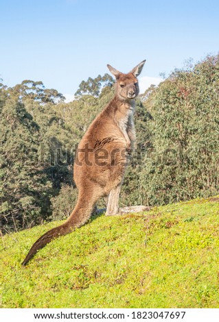 A western grey kangaroo (Macropus fuliginosus), at the edge of a forest in Donnelly River in south-western Australia.