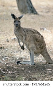 the western grey kangaroo is standing in a paddock
