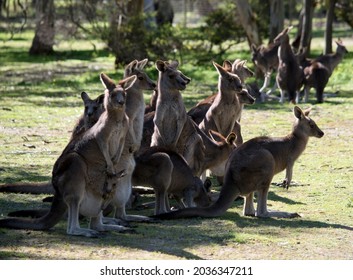 Western Grey Kangaroo Images, Stock Photos & Vectors 