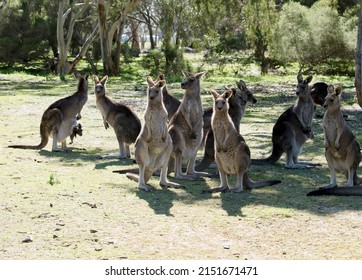 1,378 Strong kangaroo Images, Stock Photos & Vectors | Shutterstock