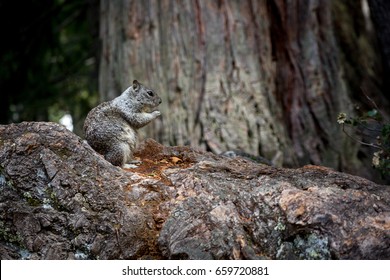 Western Grey Squirrel Eating A Nut In The Yosemite National Park