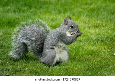 Western Grey Squirrel In The Grass