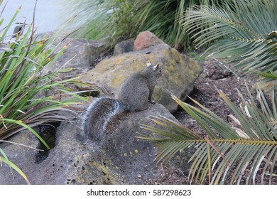 Western Grey Squirrel Out And About