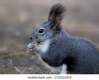 Western Grey Squirrel Rodent Image.