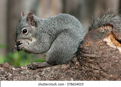 Western Grey Squirrel (Sciurus Griseus).
Willamette Valley, Oregon.