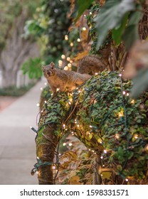 Western Grey Squirrel Sits On A Tree With Christmas Lights In Los Angeles, California, USA. Magical Moment, Christmas Mood