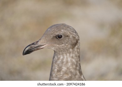 Western Gull Cub (small Bird) 