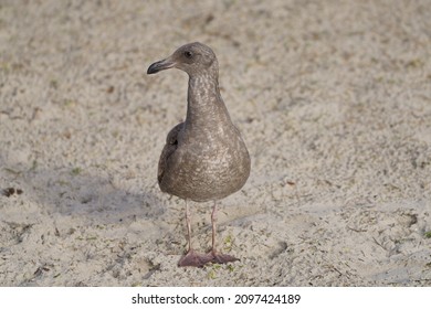 Western Gull Cub (small Bird) 