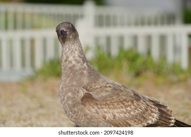 Western Gull Cub (small Bird) 