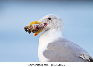 A Western Gull Eating A Sea Star In NOAA Olympic Coast National