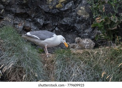 5,360 Western Gull Stock Photos, Images & Photography | Shutterstock