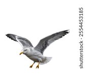 The Western Gull is a large seabird found along the coasts of western North America, recognized for its white and gray plumage, yellow beak, and scavenging behavior.