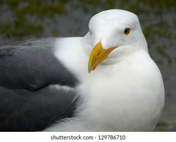The Western Gull (Larus occidentalis)