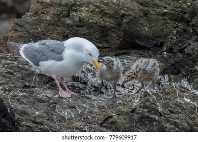 5,360 Western Gull Stock Photos, Images & Photography | Shutterstock