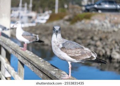 A western gull perched on the wooden fence - Powered by Shutterstock