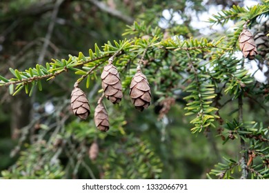 Western Hemlock Cones In Winter