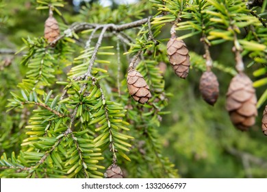 Western Hemlock Cones In Winter