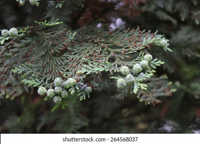 Western Hemlock Green Tree Branch 7879