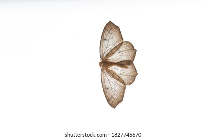 Western Hemlock Looper Moths At Vancouver BC Canada, 