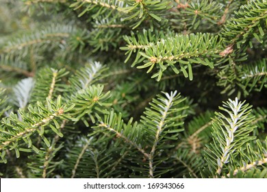 Western Hemlock Tree Branches Background