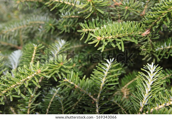 Western Hemlock Tree Branches Background Stock Photo (Edit Now) 169343066