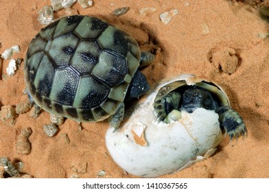 104 Western hermann tortoise Images, Stock Photos & Vectors | Shutterstock