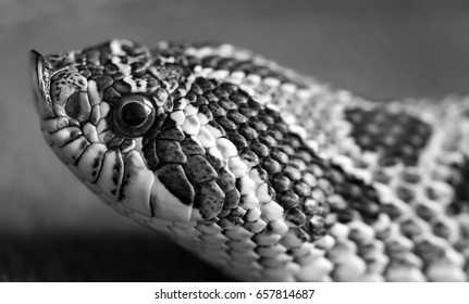 Western Hog Nose Snake In Black And White