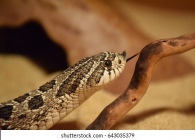 Western Hognose