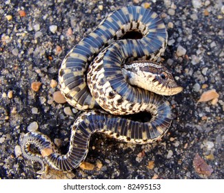 Western Hognose Snake, Heterodon Nasicus