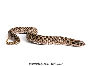 156,760 Snake White Background Images, Stock Photos & Vectors ...