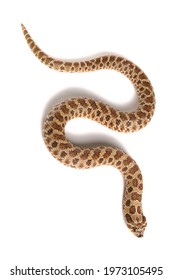 139 Hog nose snake Images, Stock Photos & Vectors | Shutterstock