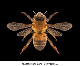 Western honey bee or European honey bee (Apis mellifera) entomology specimen with spreaded wings, legs and antennae isolated on pure black background. Studio lighting. Macro photography.  स्टॉक फोटो