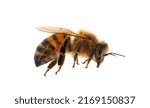 Western honey bee or European honey bee isolated on white background, Apis mellifera
