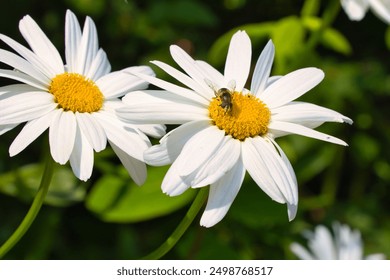 Western honey bee pollinating an oxeye daisy. - Powered by Shutterstock