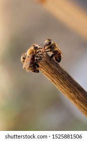 Western Honey Bees (Apis Mellifera) Exchanging Nectar, South Australia