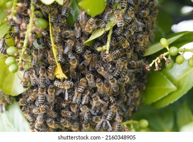 Western Honey Bees (Apis Mellifera) Follow Their Queen. Location: Garbsen, Germany.