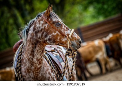 Western horse with dots Appaloosa