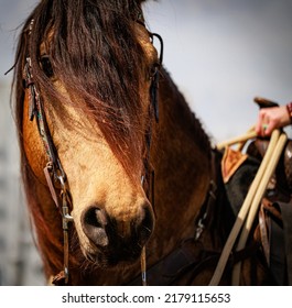 Western Horse With Long Forelock 