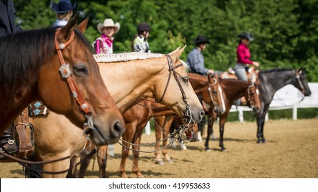 western horses at show