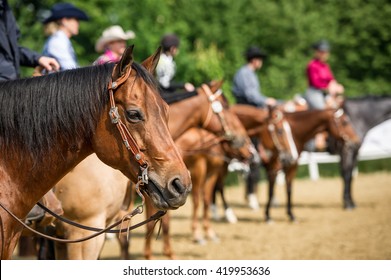 western horses at show