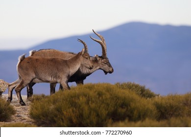 Western Iberian Ibex - Wild Goat