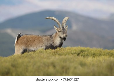 2,307 Goat Mating Stock Photos, Images & Photography | Shutterstock