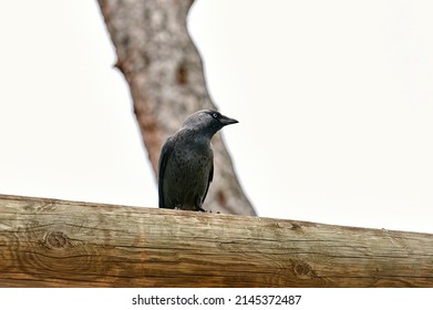 Western Jackdaw, Bird Of The Corvidae Family Standing On A Tree Trunk