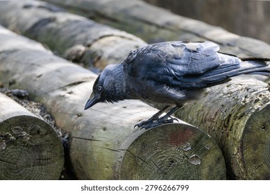 Western jackdaw bird observing while perching on a stack of logs in nature