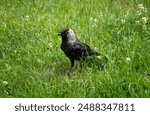 The western jackdaw (Coloeus monedula), Eurasian jackdaw in the green grass. A bird with an open beak. Cawing crow