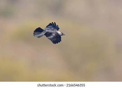 A western jackdaw (Coloeus monedula) flying with nest material.