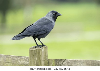 Western Jackdaw, Corvus monedula, perched on a wooden fence