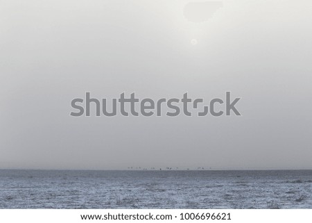 Similar – seagulls at sunset in the mudflats.