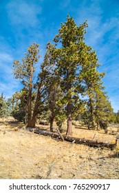 Western And Jeffrey Pine Trees